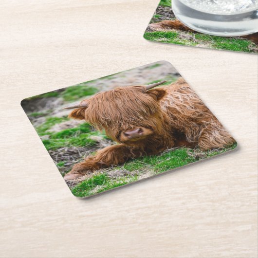 最も可愛い赤ん坊の動物 |ハイランドカウカーフ スクエアペーパーコースター (アングル)