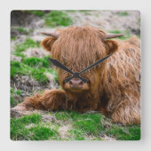 最も可愛い赤ん坊の動物 |ハイランドカウカーフ スクエア壁時計 (正面)