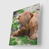 最も可愛い赤ん坊の動物 |ハイランドカウカーフ スクエア壁時計 (傾斜)