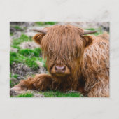 最も可愛い赤ん坊の動物 |ハイランドカウカーフ ポストカード (正面)