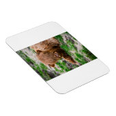 最も可愛い赤ん坊の動物 |ハイランドカウカーフ マグネット (右側)