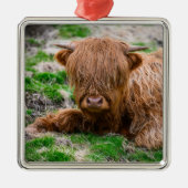 最も可愛い赤ん坊の動物 |ハイランドカウカーフ メタルオーナメント (正面)