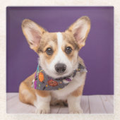 最も可愛い赤ん坊の動物 |ハロウィーン・コルギ ガラスコースター (正面)