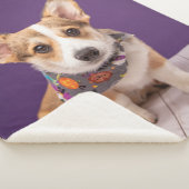 最も可愛い赤ん坊の動物 |ハロウィーン・コルギ シェルパブランケット (3/4)