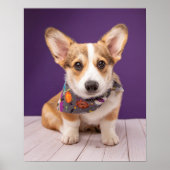 最も可愛い赤ん坊の動物 |ハロウィーン・コルギ ポスター (正面)