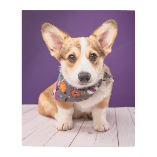 最も可愛い赤ん坊の動物 |ハロウィーン・コルギ メタルプリント