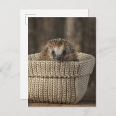 最も可愛い赤ん坊の動物 |バスケット内のハリネズミ ポストカード (正面/裏面)
