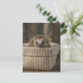 最も可愛い赤ん坊の動物 |バスケット内のハリネズミ ポストカード (スタンド正面)