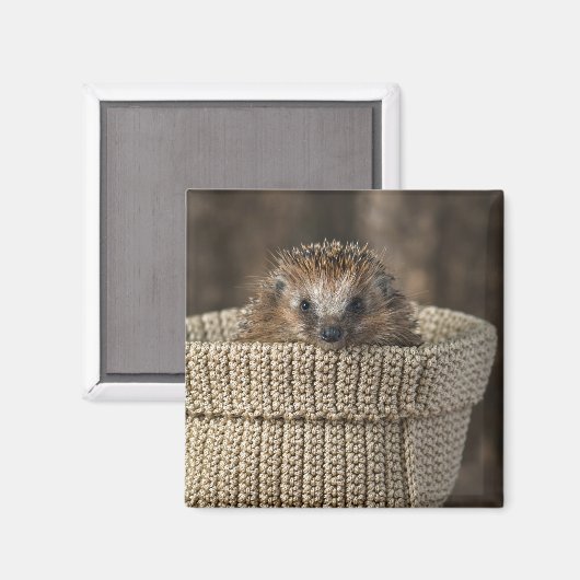 最も可愛い赤ん坊の動物 |バスケット内のハリネズミ マグネット (正面/裏面)