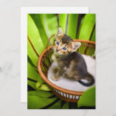 最も可愛い赤ん坊の動物 |バスケット内の子猫 サンキューカード (正面/裏面)