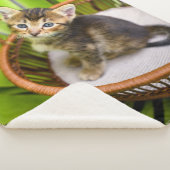 最も可愛い赤ん坊の動物 |バスケット内の子猫 シェルパブランケット (3/4)