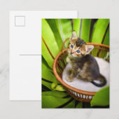 最も可愛い赤ん坊の動物 |バスケット内の子猫 ポストカード (正面/裏面)