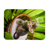 最も可愛い赤ん坊の動物 |バスケット内の子猫 マグネット (横)