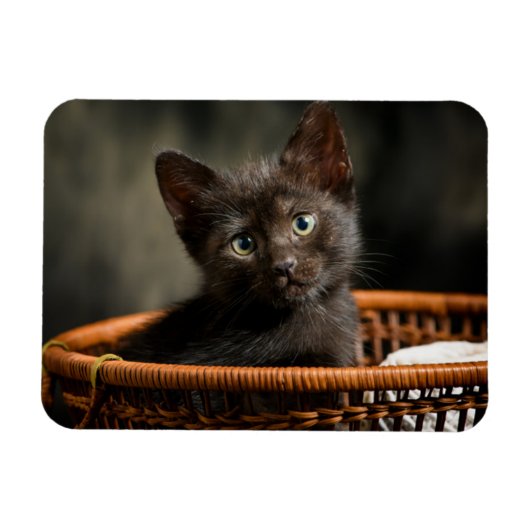 最も可愛い赤ん坊の動物 |バスケット内の子猫 マグネット (横)