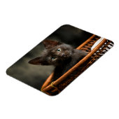 最も可愛い赤ん坊の動物 |バスケット内の子猫 マグネット (左側)