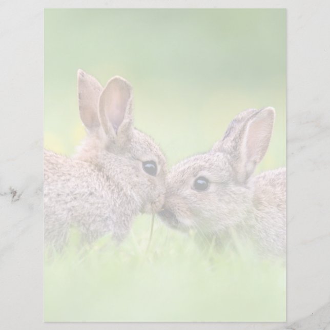 最も可愛い赤ん坊の動物 |バニーキス (正面)