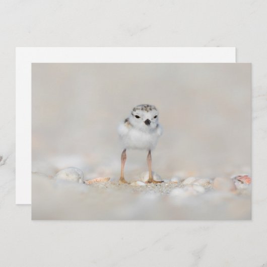 最も可愛い赤ん坊の動物 |パイピングプローバーシック サンキューカード (正面/裏面)