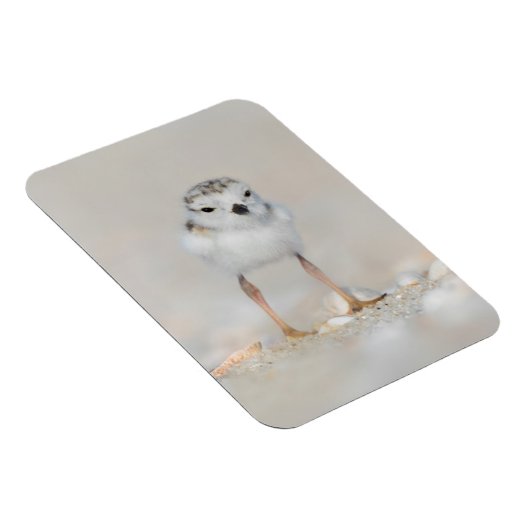 最も可愛い赤ん坊の動物 |パイピングプローバーシック マグネット (右側)