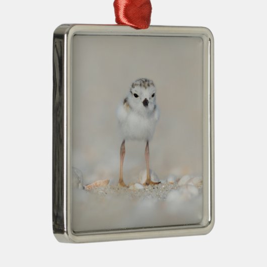 最も可愛い赤ん坊の動物 |パイピングプローバーシック メタルオーナメント (右)