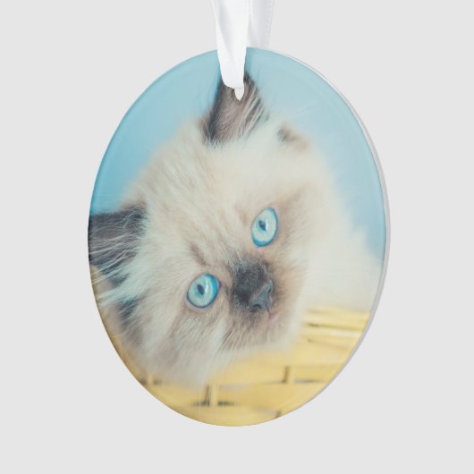 最も可愛い赤ん坊の動物 |ヒマラヤのシールポイント猫 オーナメント (正面)