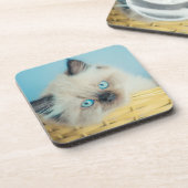 最も可愛い赤ん坊の動物 |ヒマラヤのシールポイント猫 コースター (左側)