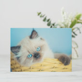 最も可愛い赤ん坊の動物 |ヒマラヤのシールポイント猫 サンキューカード (スタンド正面)