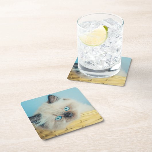 最も可愛い赤ん坊の動物 |ヒマラヤのシールポイント猫 スクエアペーパーコースター (インサイチュ)