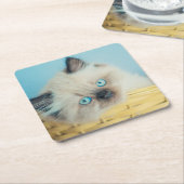 最も可愛い赤ん坊の動物 |ヒマラヤのシールポイント猫 スクエアペーパーコースター (アングル)