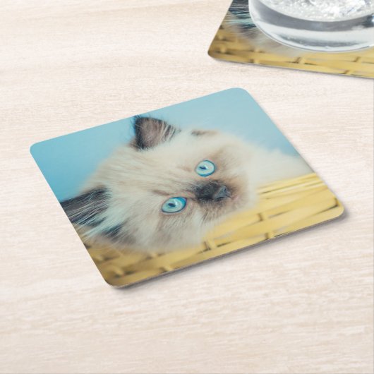 最も可愛い赤ん坊の動物 |ヒマラヤのシールポイント猫 スクエアペーパーコースター (アングル)