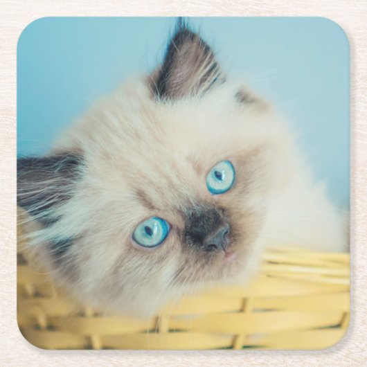 最も可愛い赤ん坊の動物 |ヒマラヤのシールポイント猫 スクエアペーパーコースター (正面)