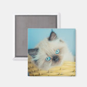 最も可愛い赤ん坊の動物 |ヒマラヤのシールポイント猫 マグネット (正面/裏面)