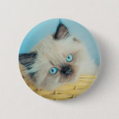 最も可愛い赤ん坊の動物 |ヒマラヤのシールポイント猫 缶バッジ (正面)