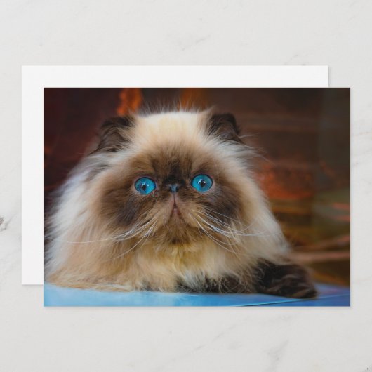 最も可愛い赤ん坊の動物 ヒマラヤ猫|ヒマラヤ サンキューカード (正面/裏面)