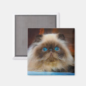 最も可愛い赤ん坊の動物 ヒマラヤ猫|ヒマラヤ マグネット (正面/裏面)