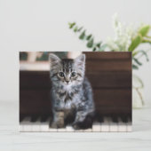 最も可愛い赤ん坊の動物 |ピアノ鍵の子猫 サンキューカード (スタンド正面)