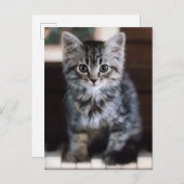最も可愛い赤ん坊の動物 |ピアノ鍵の子猫 ポストカード (正面/裏面)