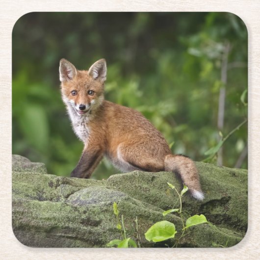 最も可愛い赤ん坊の動物 |フォキシスマイル スクエアペーパーコースター (正面)