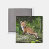 最も可愛い赤ん坊の動物 |フォキシスマイル マグネット (正面/裏面)