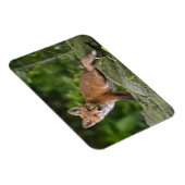 最も可愛い赤ん坊の動物 |フォキシスマイル マグネット (右側)