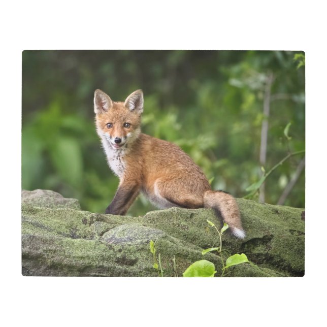 最も可愛い赤ん坊の動物 |フォキシスマイル メタルプリント (正面)