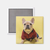 最も可愛い赤ん坊の動物 |フランスのブルドッグ マグネット (正面/裏面)