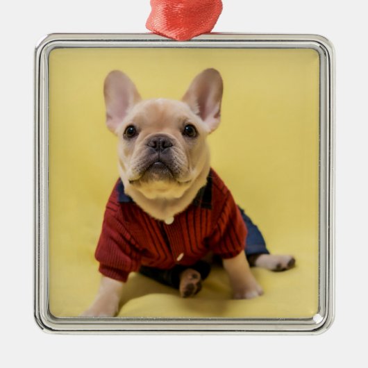 最も可愛い赤ん坊の動物 |フランスのブルドッグ メタルオーナメント (正面)