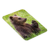 最も可愛い赤ん坊の動物 |ブラウンベアーキューブ波 マグネット (右側)