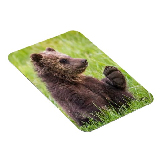 最も可愛い赤ん坊の動物 |ブラウンベアーキューブ波 マグネット (右側)