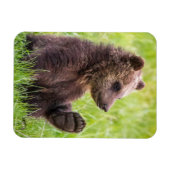 最も可愛い赤ん坊の動物 |ブラウンベアーキューブ波 マグネット (横)