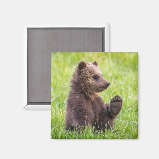 最も可愛い赤ん坊の動物 |ブラウンベアーキューブ波 マグネット (正面/裏面)