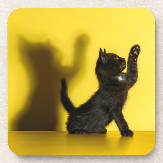 最も可愛い赤ん坊の動物 |ブラックキャット遊ズ コースター (正面)