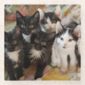 最も可愛い赤ん坊の動物 |ブラック&ホワイトの子猫 ガラスコースター (正面)