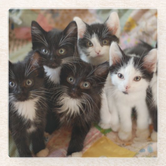 最も可愛い赤ん坊の動物 |ブラック&ホワイトの子猫 ガラスコースター (正面)