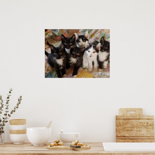 最も可愛い赤ん坊の動物 |ブラック&ホワイトの子猫 ポスター (キッチン)